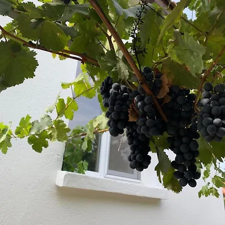 House Sleeps 6-garden-freeparking-bbq-patio-petsok